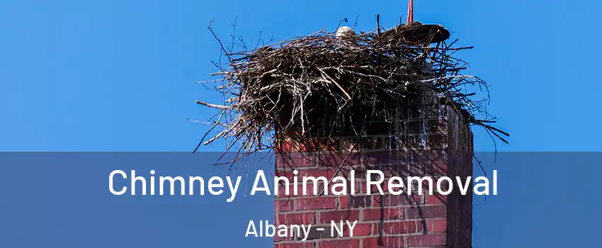 Chimney Animal Removal Albany - NY