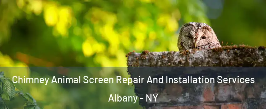  Chimney Animal Screen Repair And Installation Services Albany - NY