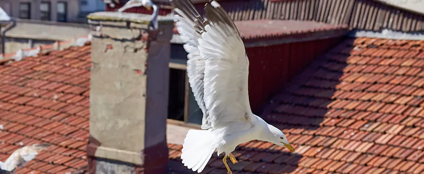 Residential Chimney Animal Removal Solution in Albany, NY
