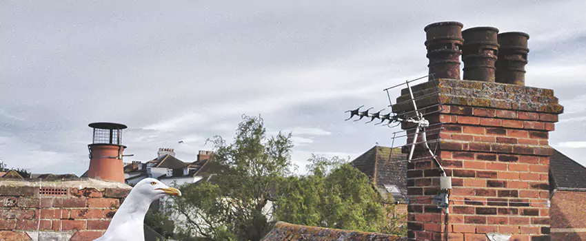 Chimney Cleaning And Restoration in Albany, New York